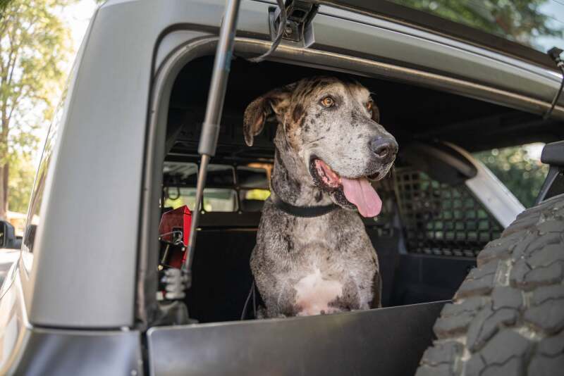 21-24 Ford Bronco DV8 Offroad MPBR-10 Dog Barrier