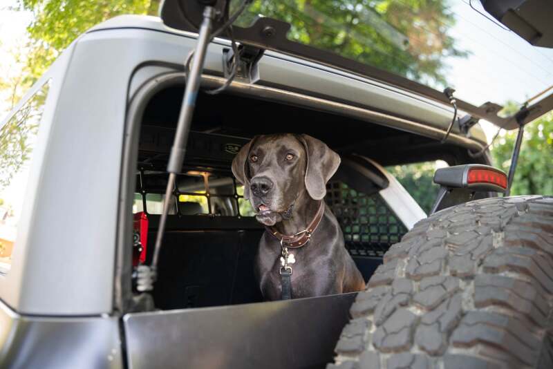 21-24 Ford Bronco DV8 Offroad MPBR-10 Dog Barrier