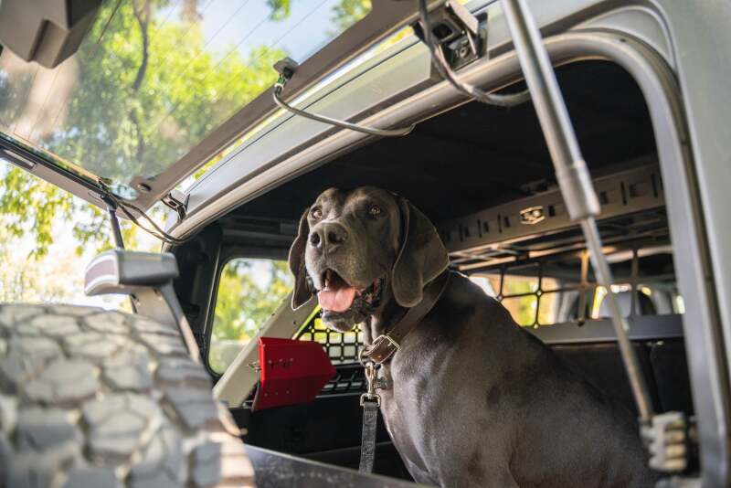 21-24 Ford Bronco DV8 Offroad MPBR-10 Dog Barrier