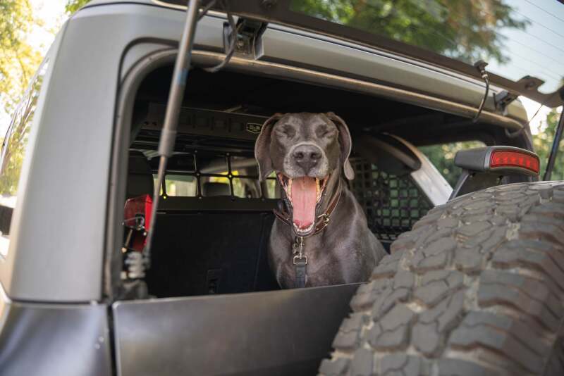 21-24 Ford Bronco DV8 Offroad MPBR-10 Dog Barrier